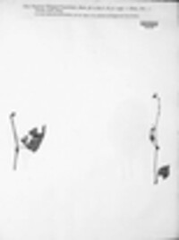 Uromyces polygoni-avicularis image